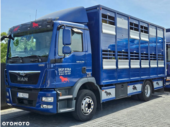 Eläinten kuljetus kuorma-auto MAN TGM 15.250
