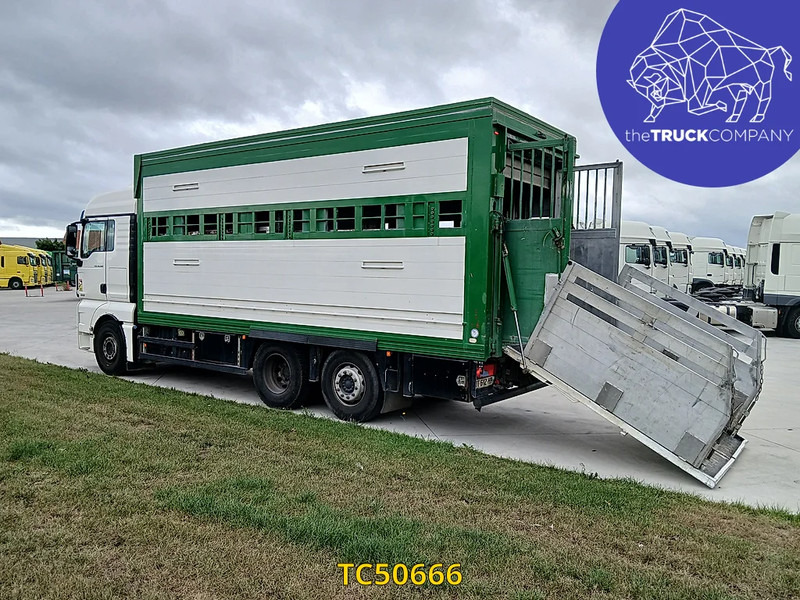 MAN TGX 460 - Eläinten kuljetus kuorma-auto: kuva MAN TGX 460 - Eläinten kuljetus kuorma-auto MAN TGX 460 - Eläinten kuljetus kuorma-auto: kuva MAN TGX 460 - Eläinten kuljetus kuorma-auto