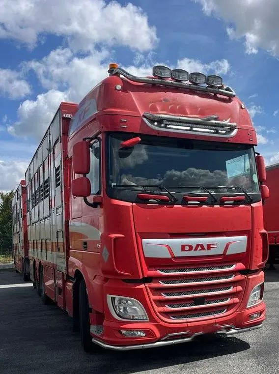 DAF XF 530 + Przyczepa Pezzaoli - 3X Trzoda, 2 X Bydło I 3 poziomy I Podnoszony dach I Hydroburta I Osie Skrętne I Poidła I Wentylatory I Pilot Manualny | - Eläinten kuljetus kuorma-auto: kuva DAF XF 530 + Przyczepa Pezzaoli - 3X Trzoda, 2 X Bydło I 3 poziomy I Podnoszony dach I Hydroburta I Osie Skrętne I Poidła I Wentylatory I Pilot Manualny | - Eläinten kuljetus kuorma-auto DAF XF 530 + Przyczepa Pezzaoli - 3X Trzoda, 2 X Bydło I 3 poziomy I Podnoszony dach I Hydroburta I Osie Skrętne I Poidła I Wentylatory I Pilot Manualny | - Eläinten kuljetus kuorma-auto: kuva DAF XF 530 + Przyczepa Pezzaoli - 3X Trzoda, 2 X Bydło I 3 poziomy I Podnoszony dach I Hydroburta I Osie Skrętne I Poidła I Wentylatory I Pilot Manualny | - Eläinten kuljetus kuorma-auto