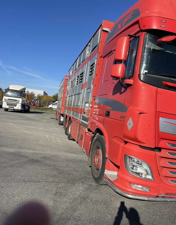 DAF XF 530 + Przyczepa Pezzaoli - 3X Trzoda, 2 X Bydło I 3 poziomy I Podnoszony dach I Hydroburta I Osie Skrętne I Poidła I Wentylatory I Pilot Manualny | - Eläinten kuljetus kuorma-auto: kuva DAF XF 530 + Przyczepa Pezzaoli - 3X Trzoda, 2 X Bydło I 3 poziomy I Podnoszony dach I Hydroburta I Osie Skrętne I Poidła I Wentylatory I Pilot Manualny | - Eläinten kuljetus kuorma-auto DAF XF 530 + Przyczepa Pezzaoli - 3X Trzoda, 2 X Bydło I 3 poziomy I Podnoszony dach I Hydroburta I Osie Skrętne I Poidła I Wentylatory I Pilot Manualny | - Eläinten kuljetus kuorma-auto: kuva DAF XF 530 + Przyczepa Pezzaoli - 3X Trzoda, 2 X Bydło I 3 poziomy I Podnoszony dach I Hydroburta I Osie Skrętne I Poidła I Wentylatory I Pilot Manualny | - Eläinten kuljetus kuorma-auto