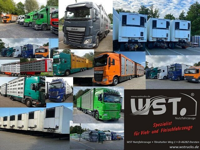 Uusi Hevosauto MAN TGA 26.480 FG   6x2 Pferdetransporter Luft/Luft: kuva Uusi Hevosauto MAN TGA 26.480 FG   6x2 Pferdetransporter Luft/Luft